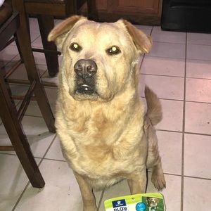 Meet your Posher, Sammy